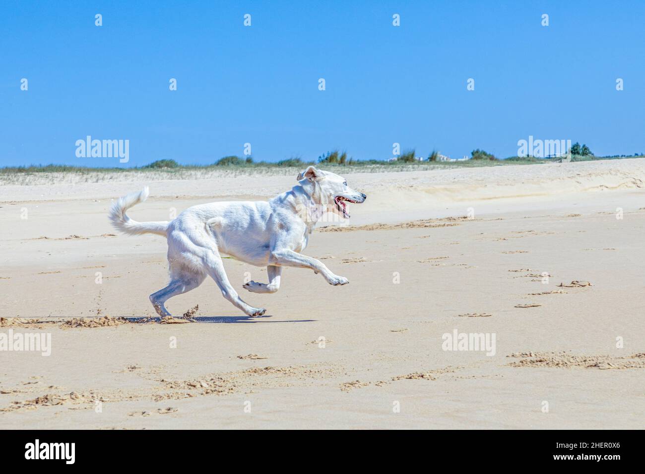 brown Estrela mountain dog runs at the closed beach under clear sky  due to Corona shutdown Stock Photo