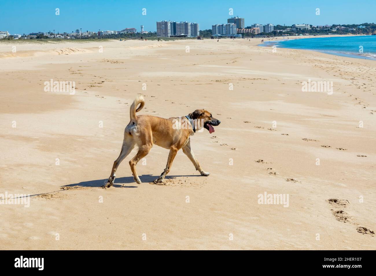 brown Estrela mountain dog rests at the beach under clear sky at closed beach due to Corona shutdown Stock Photo