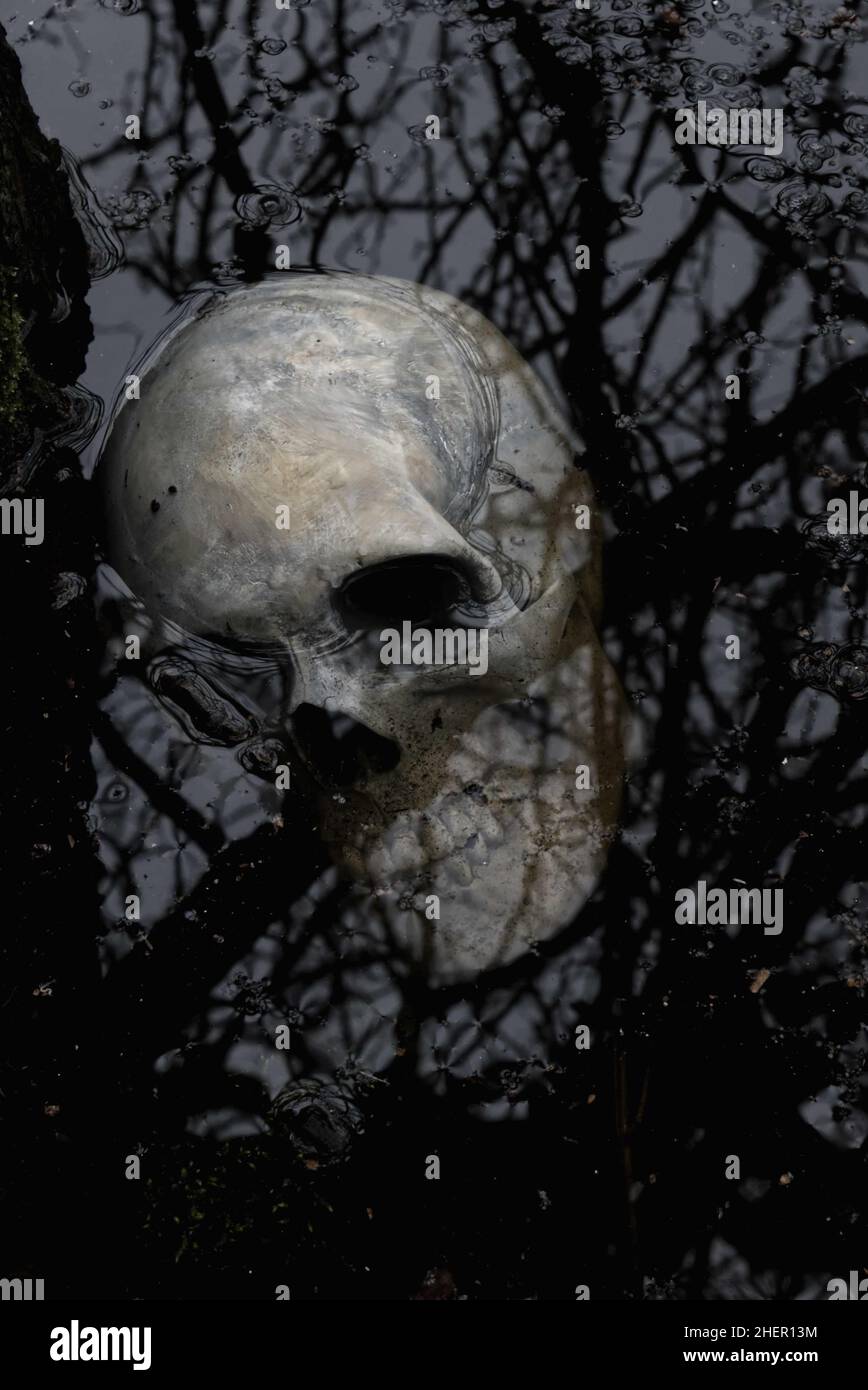 human skull partly submerged in shallow pond  water with tree branches reflecting in the water Stock Photo