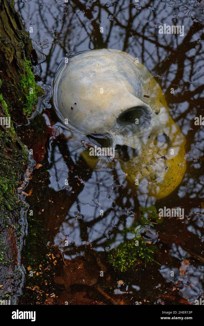 human skull partly submerged in shallow pond  water with tree branches reflecting in the water Stock Photo
