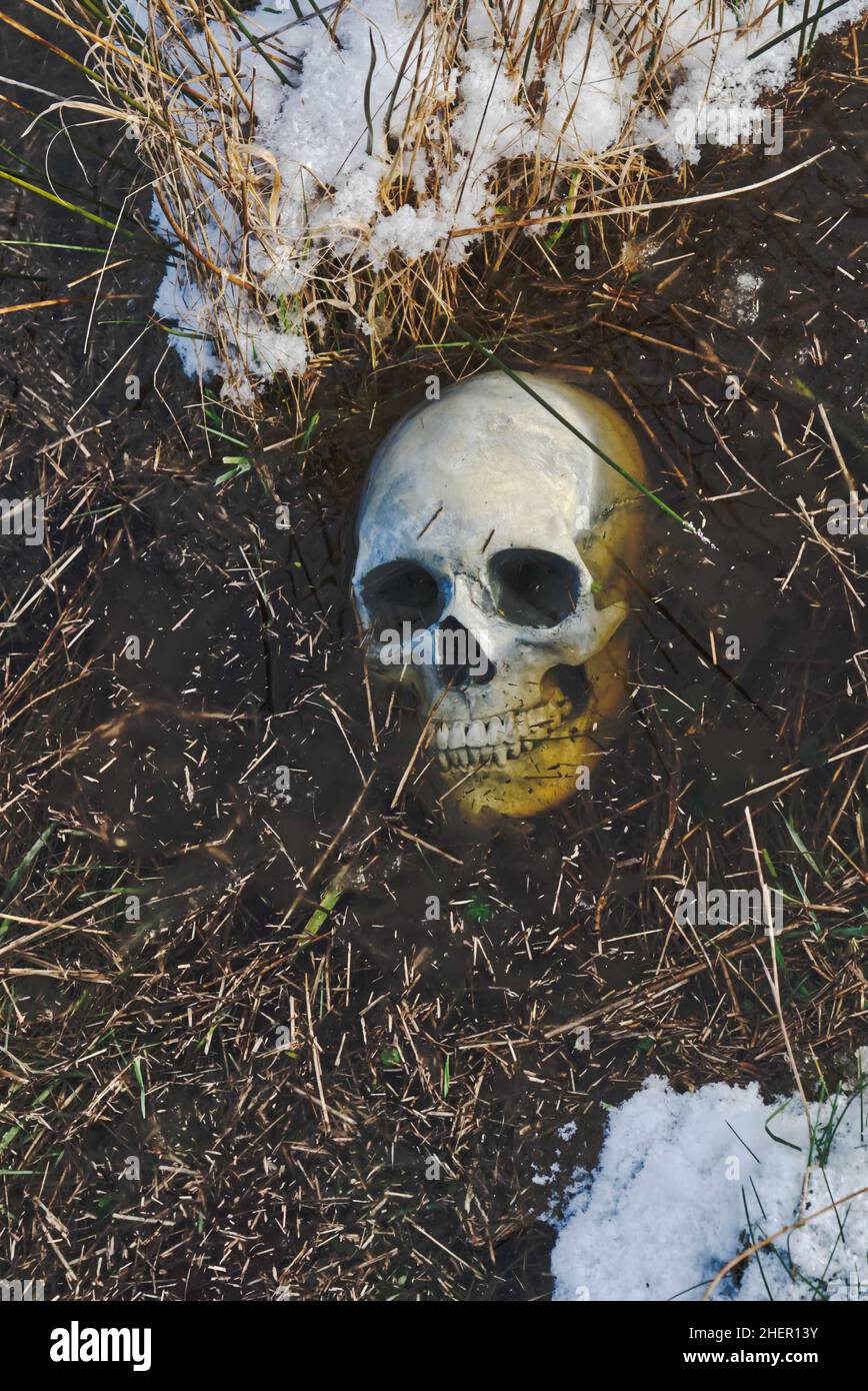 human skull in water at edge of pool surrounded by snow and dead grass. Stock Photo