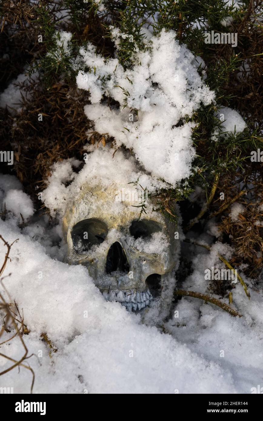 human skull hidden in bush Stock Photo