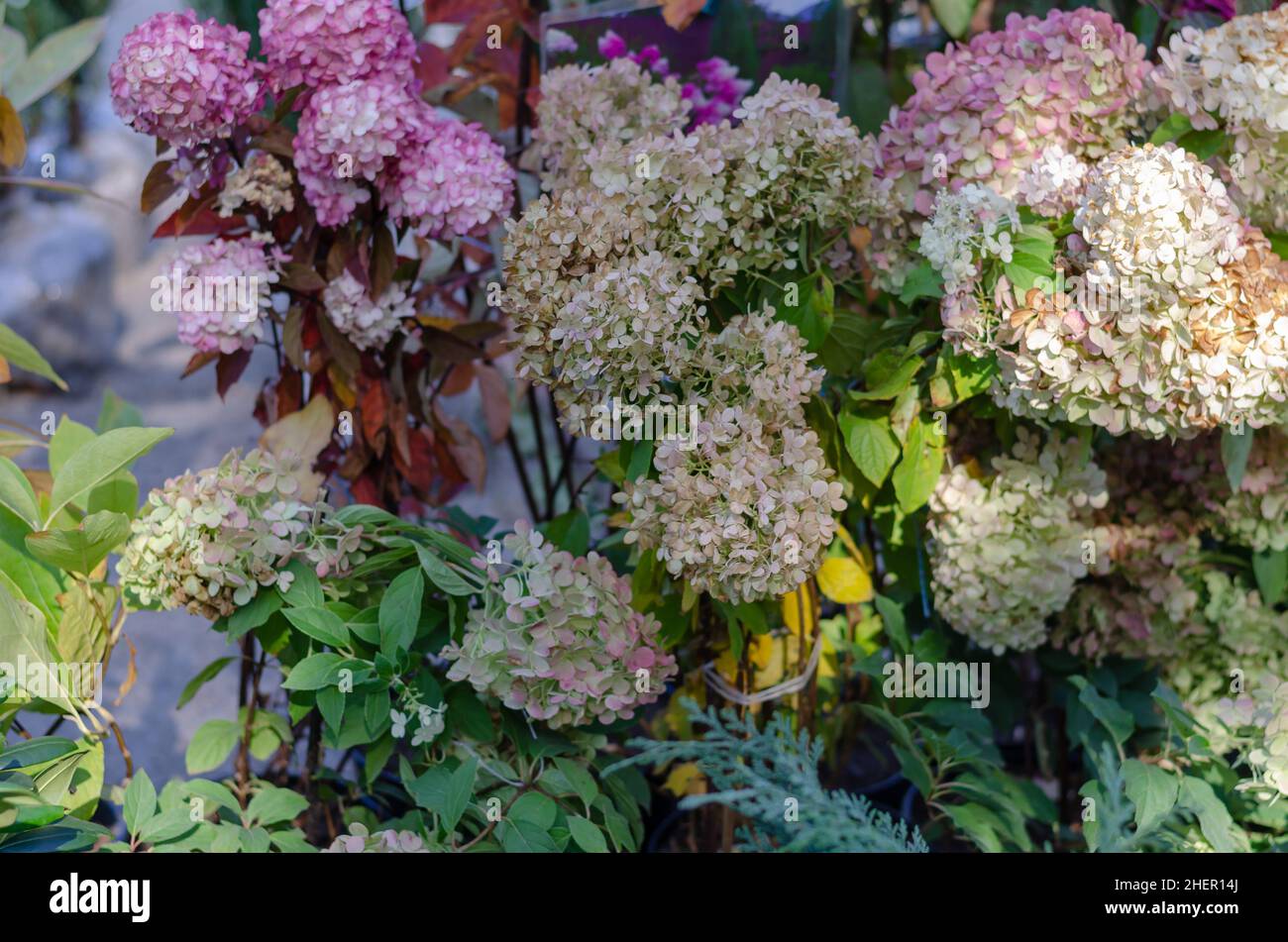 Hydrangea paniculata seedlings at the agricultural fair. A variety of ...