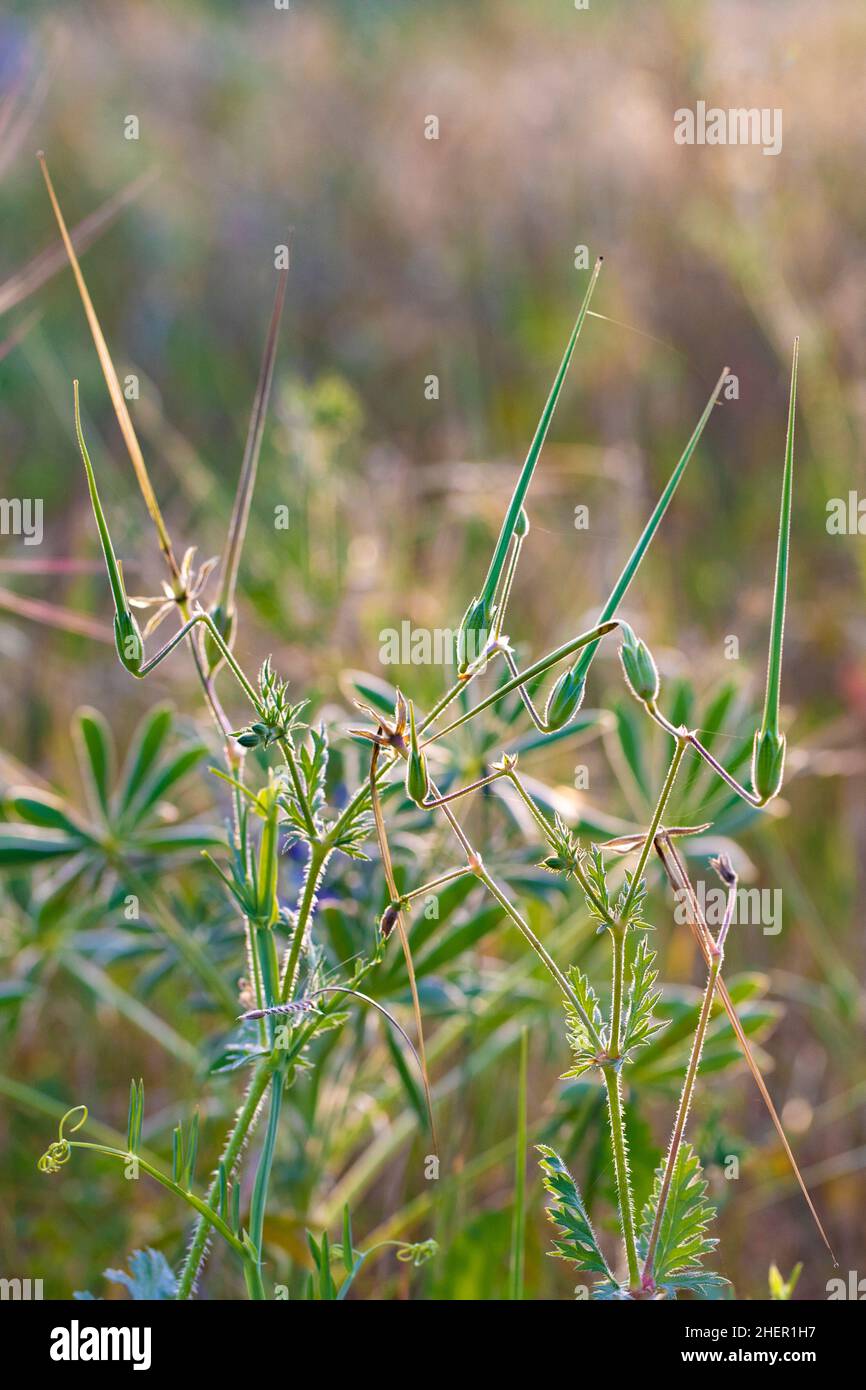 detail of green flower at a meadow symbolizing fragility Stock Photo ...