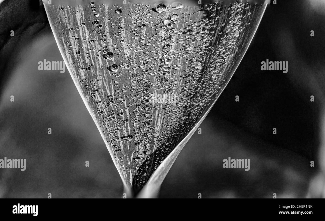 detail of palm leaf with water drops in morning dew Stock Photo
