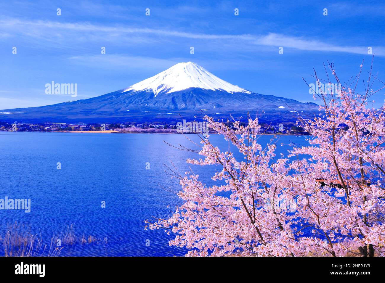 Lake Kawaguchi In Bloom With Cherry Blossoms And Mount Fuji Stock Photo
