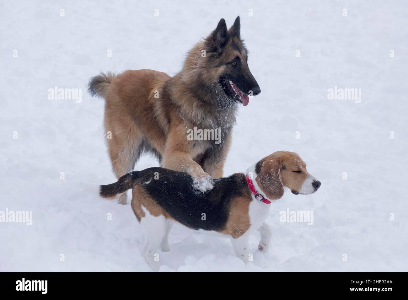 English beagle puppy and belgian sheepdog tervuren puppy are standing on a white snow in the winter park. Pet animals. Purebred dog. Stock Photo