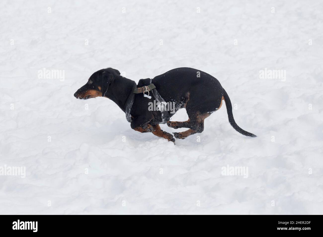 Cute dachshund puppy is running on a white snow in the winter park. Badger dor or sausage dog. Pet animals. Purebred dog. Stock Photo