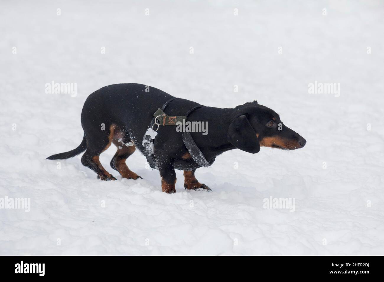 Cute dachshund puppy is standing on a white snow in the winter park ...