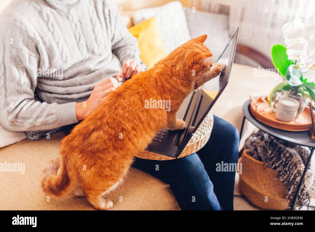 Man working online from home with pet using laptop. Ginger cat touching  screen with paw playing with image or videos on computer. Curious animal  inter Stock Photo - Alamy