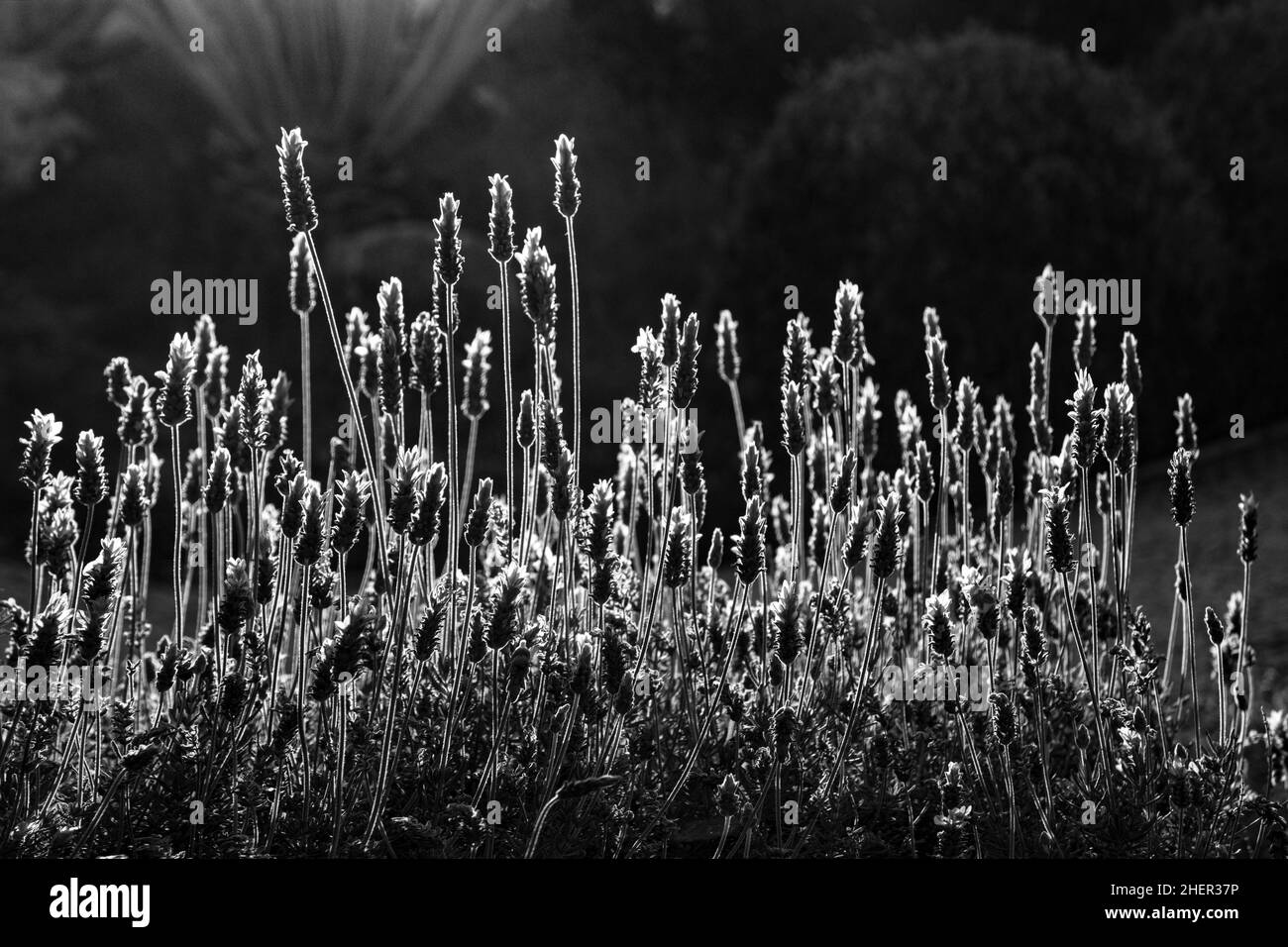 blooming lavener bush in a portugese garden Stock Photo