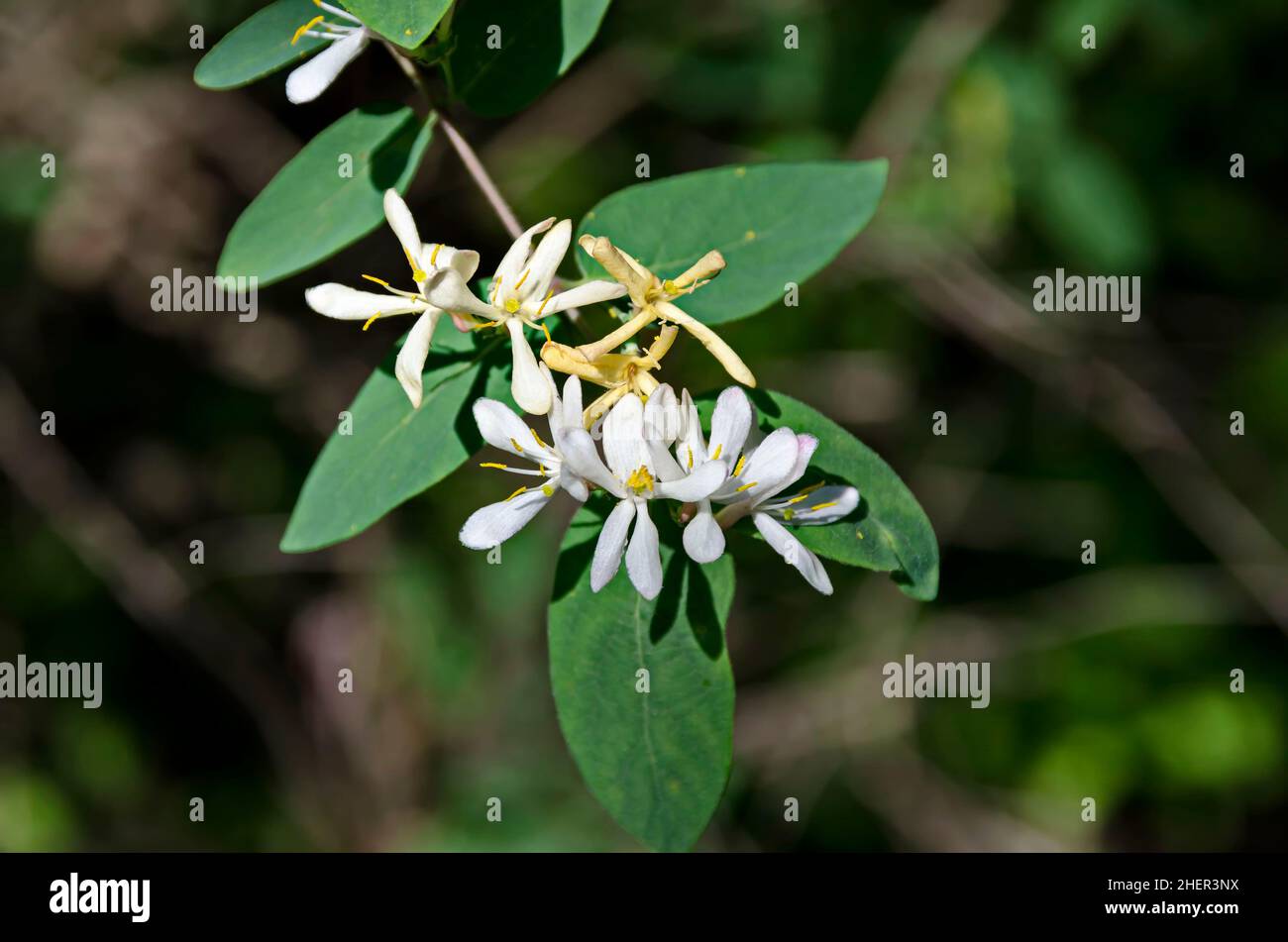 Flowering close up on a branch of honeysuckle, woodbine or Lonicera with a mix of yellow and white flowers, Sofia, Bulgaria Stock Photo