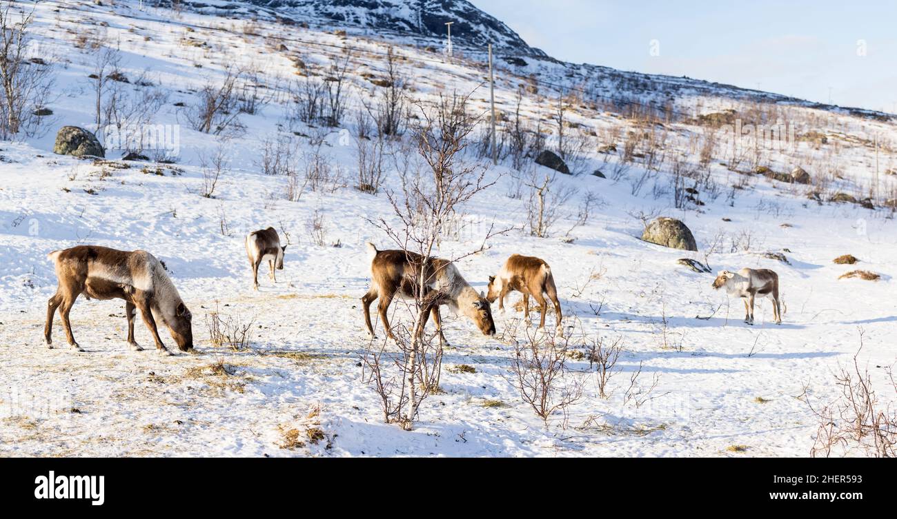 A group of Reindeer in their natural environment eating in the snow in scandinavia Stock Photo
