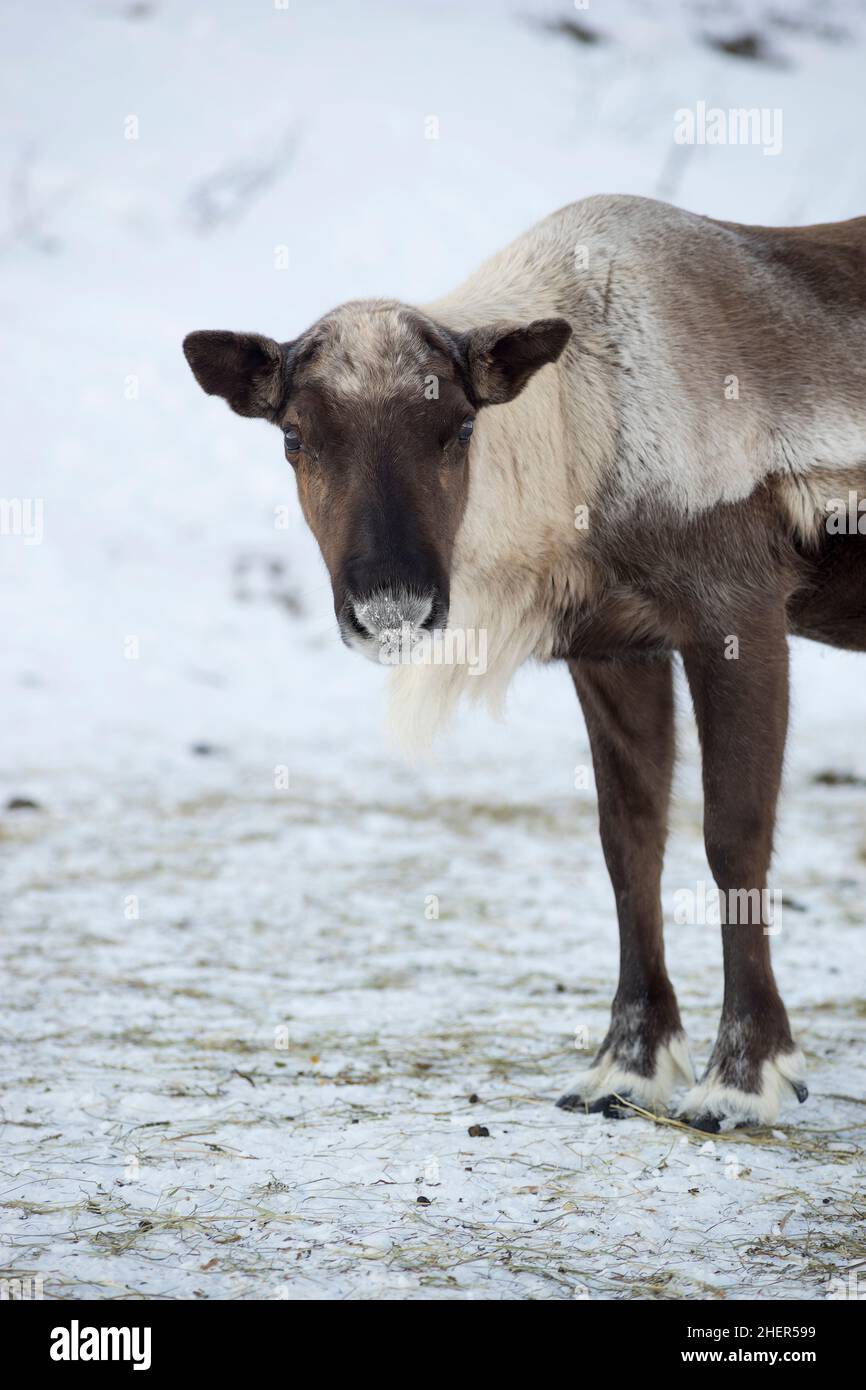 Reindeer in its   natural environment eating in the snow in scandinavia Stock Photo