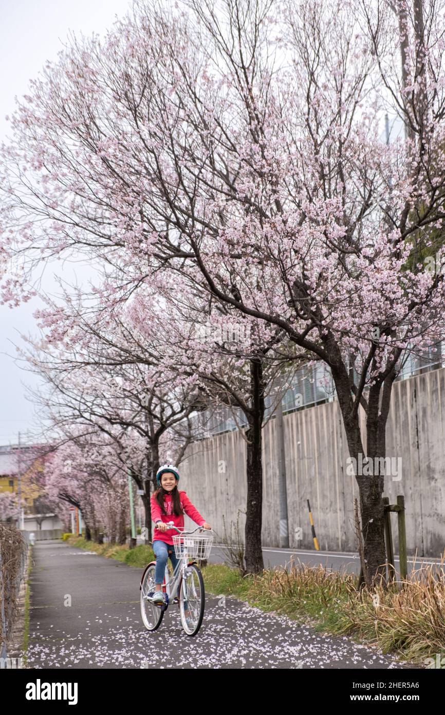 Preteen girl on a bicycle standing under a blooming sakura cherry blossom tree . Springtime. Stock Photo