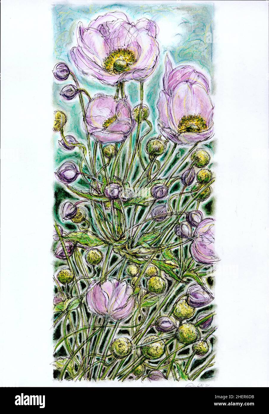 Colour illustration of pink Japanese Anemone in full bloom against a ...