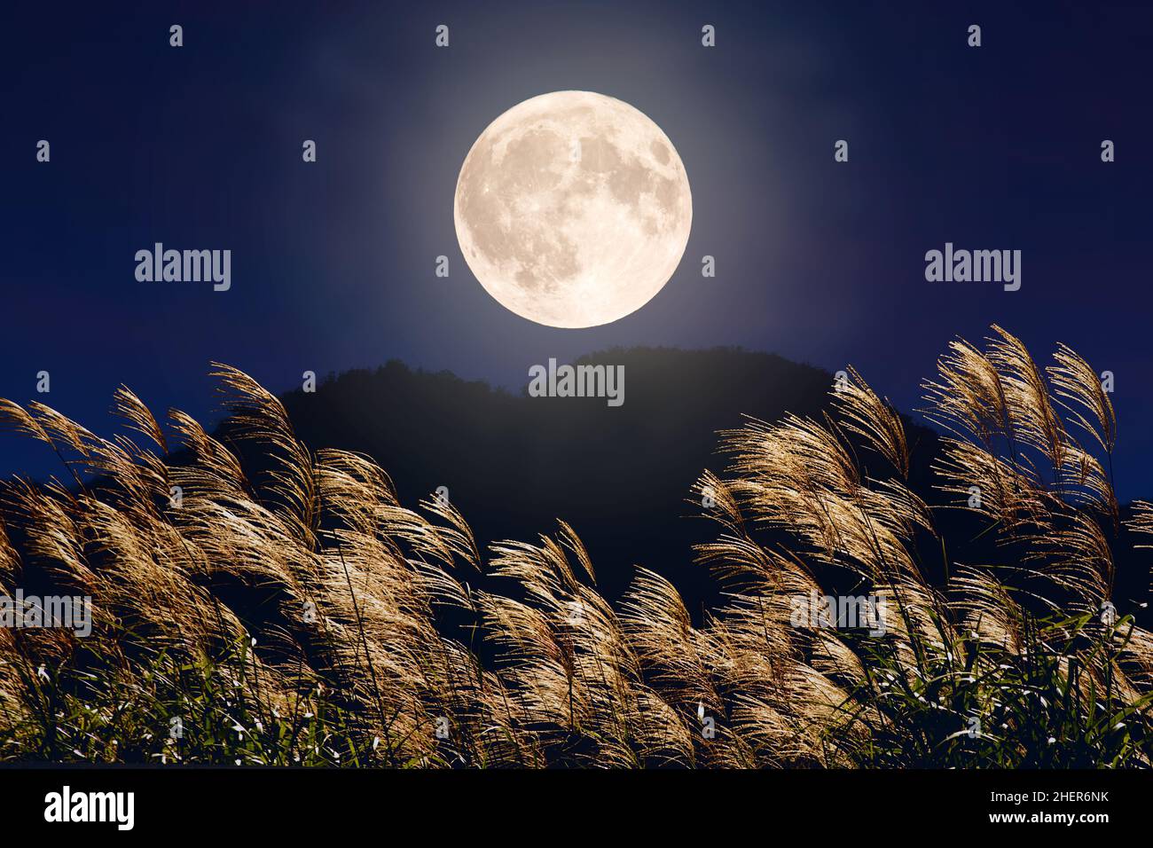 Silver Grass And Full Moon Stock Photo - Alamy