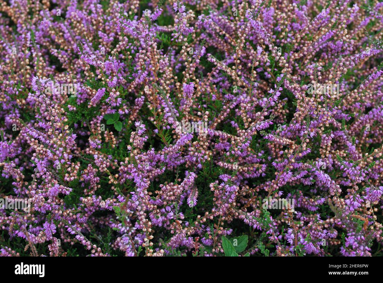 Close-up of some purple heather flowers (calluna vulgaris) for background Stock Photo