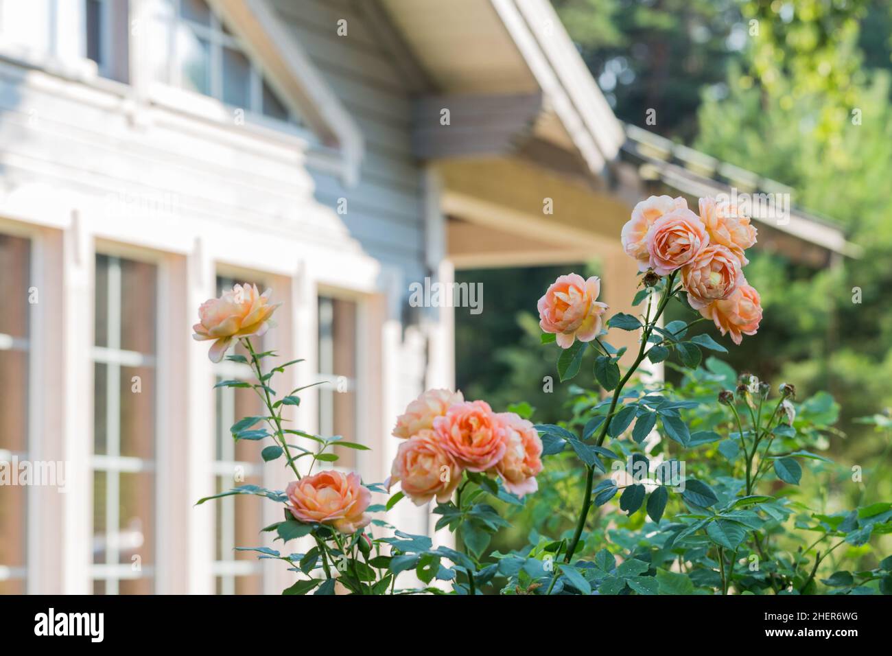 Cottage garden roses lavender hi-res stock photography and images - Alamy