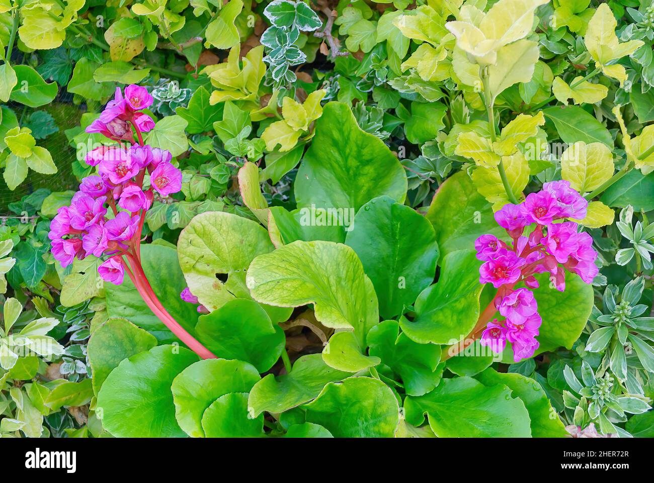 Purple bergenia (bergenia purpurascens) flowers with large, shiny green leaves growing on a living wall, Ashford Designer Outlet, Kent, UK Stock Photo
