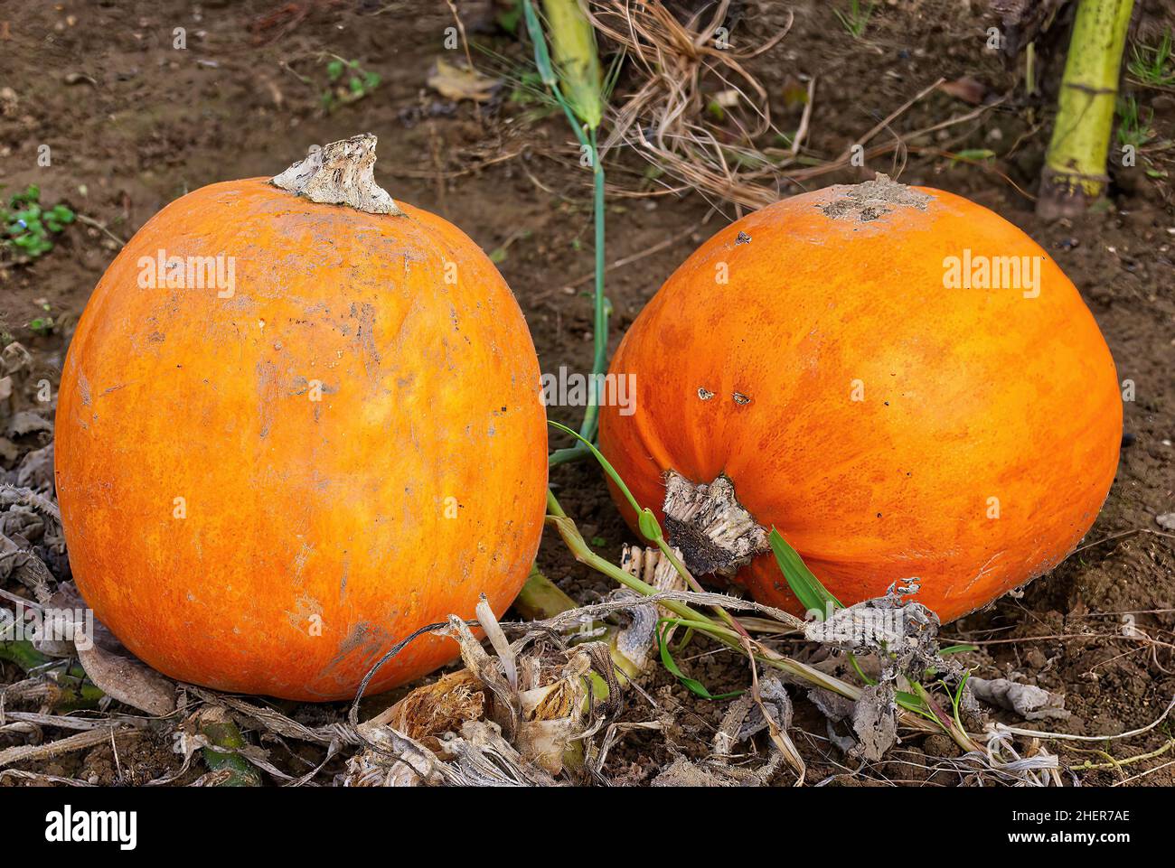 Two bright orange pumpkins growing in a muddy field in Kent, UK Stock ...