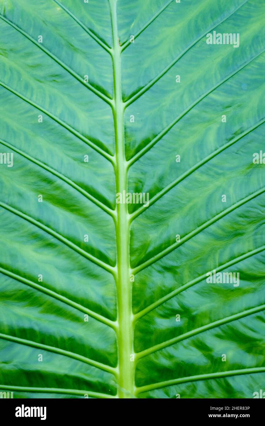 Green leaf close-up. Texture of natural green leaf for design, background, creative use. Stock Photo