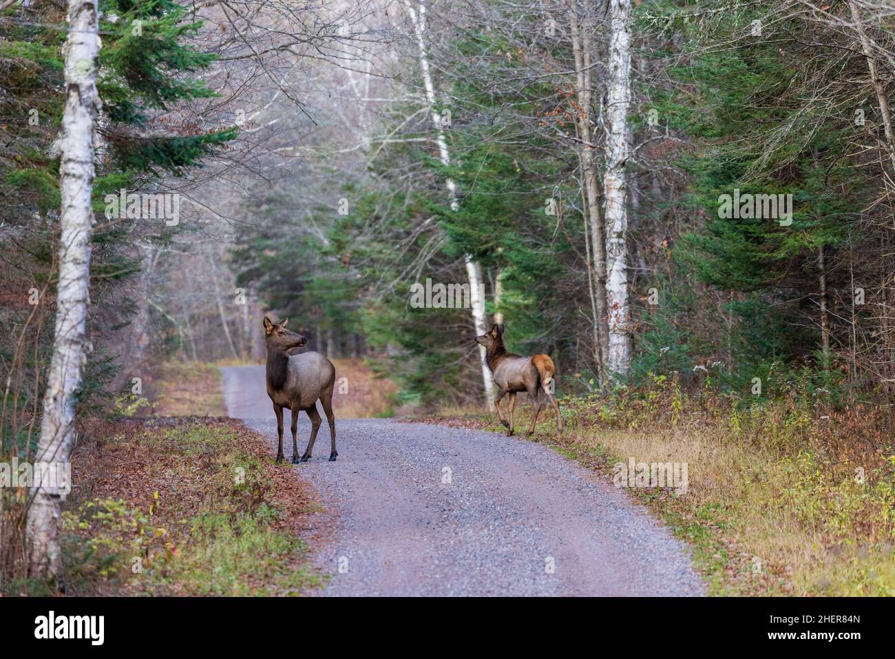 A elk cow & calf on a gravel road in the Clam Lake area of northern Wisconsin. Stock Photo