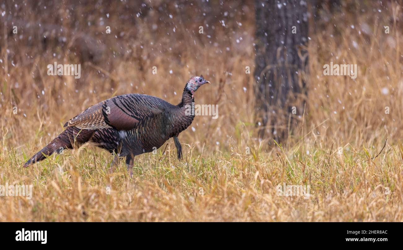 Autumn eastern wild turkey in northern Wisconsin. Stock Photo