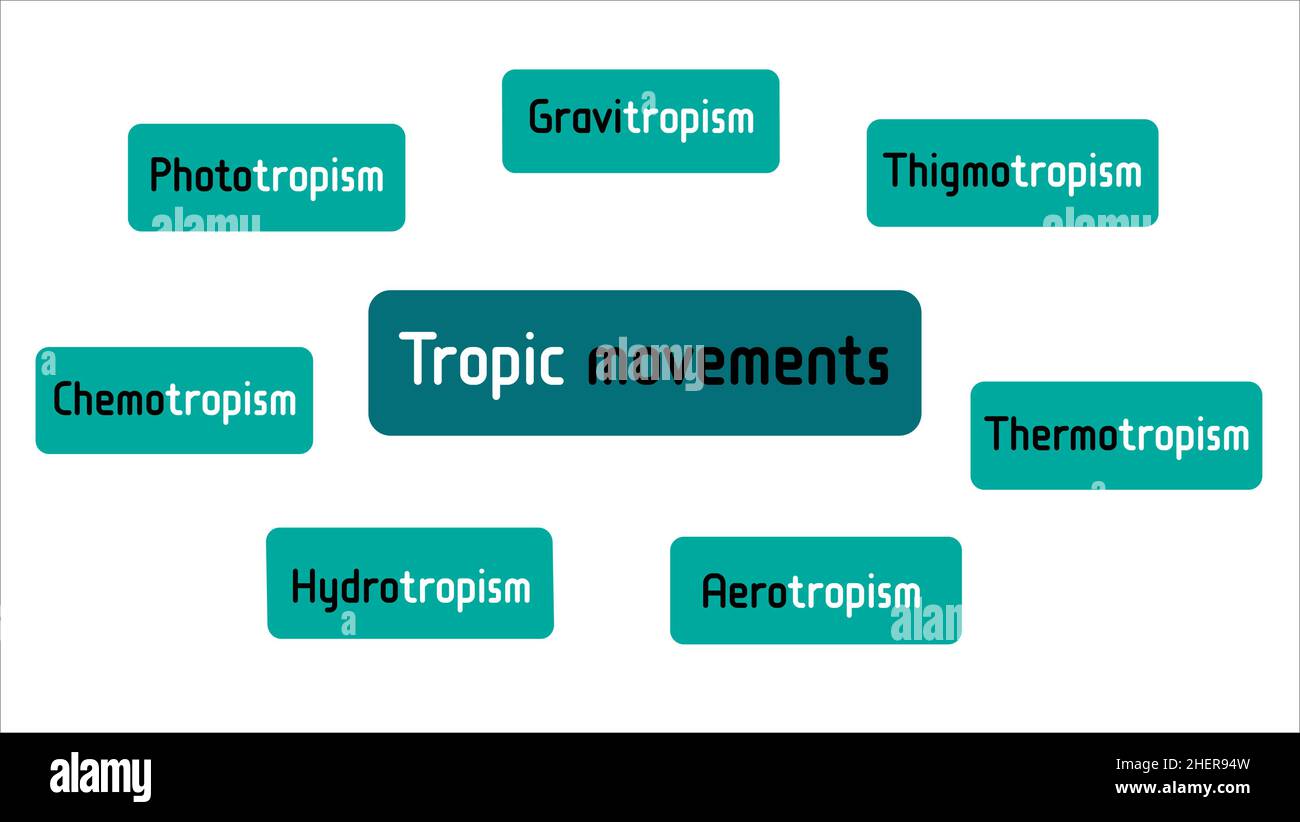 Different types of Plants Tropic Movements. Phototropism, Gravitropism