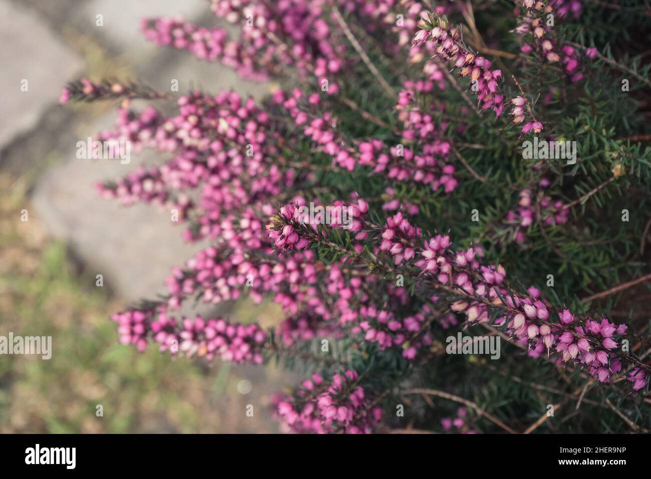 springwood pink or erica carnea blooming Stock Photo