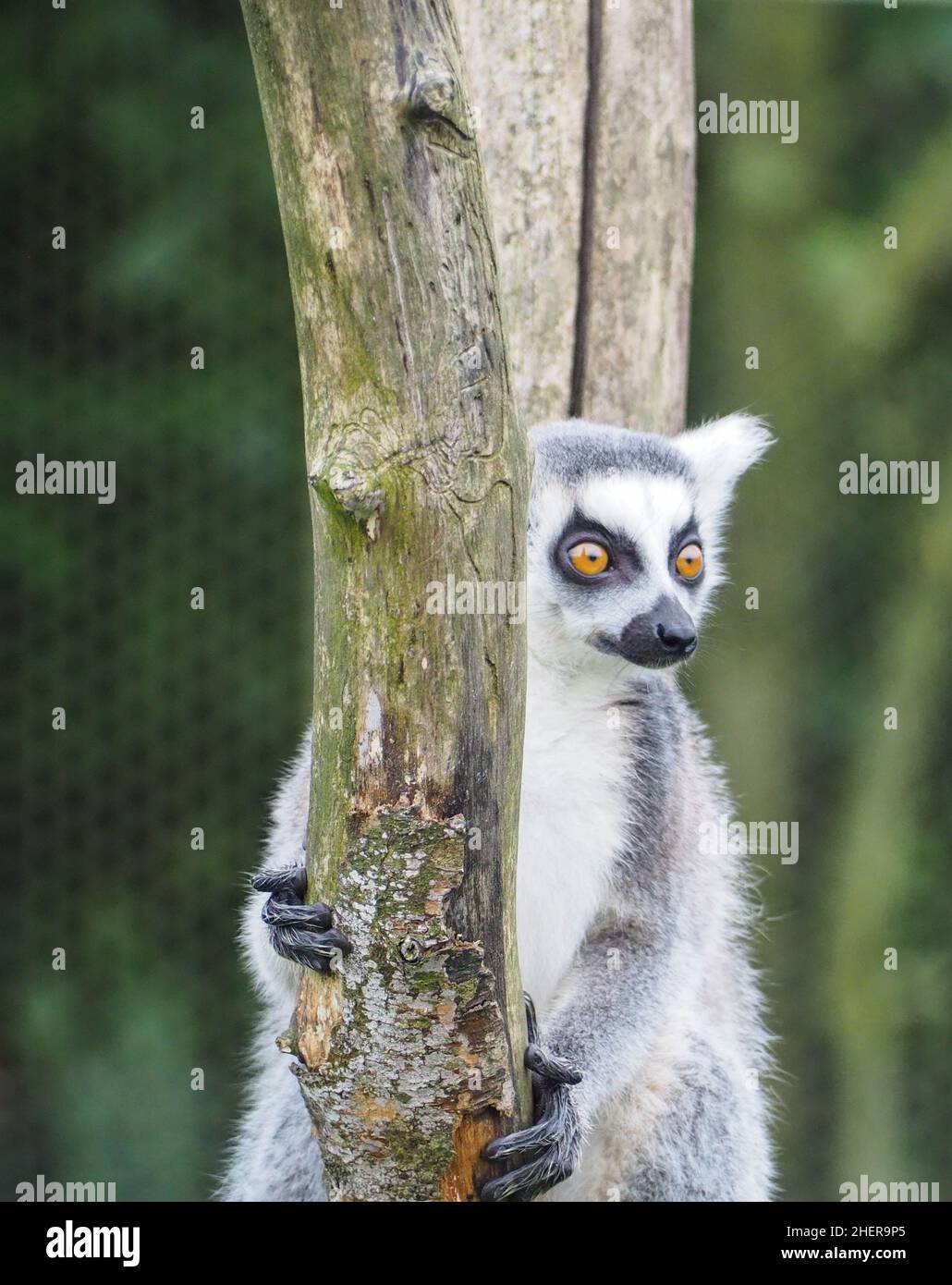 Ring tailed Lemur sat in a tree watching its family Stock Photo