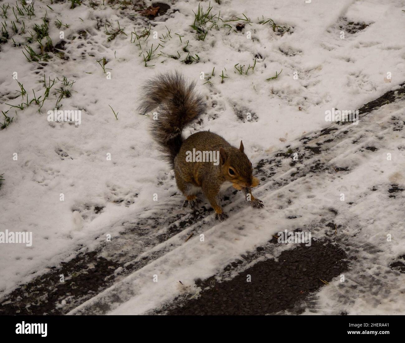 Grey squirrel on a snowy path with  peanut in its mouth Stock Photo