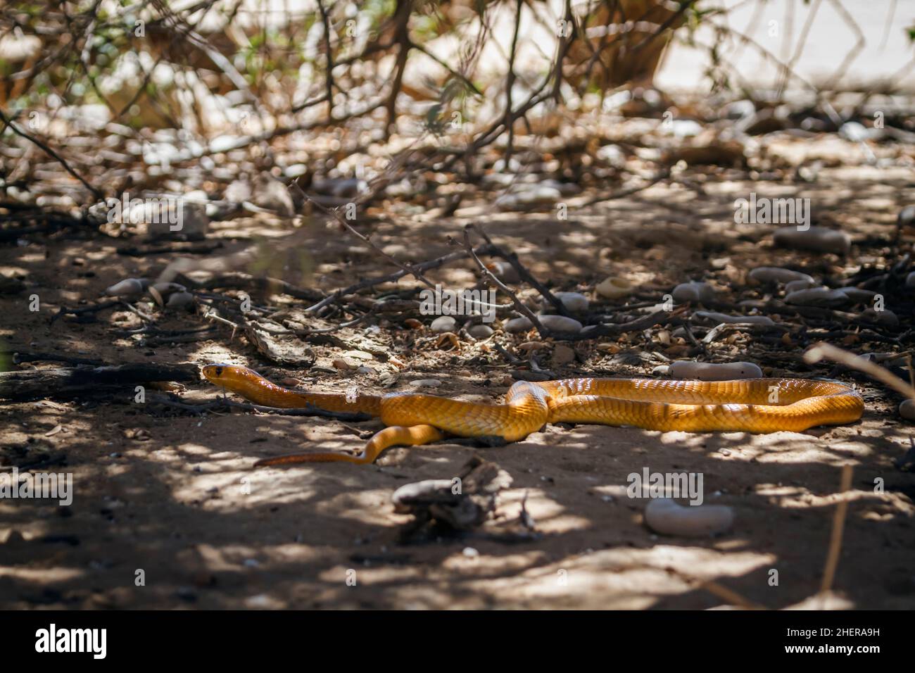 Cape cobra moving on sandy ground in Kgalagadi transfrontier park, South Africa; specie Naja nivea family of Elapidae Stock Photo