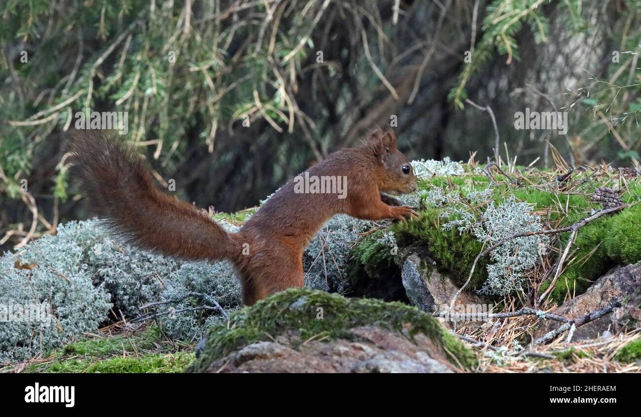 Squirrel hiding food in moss / Hoarding animal Stock Photo