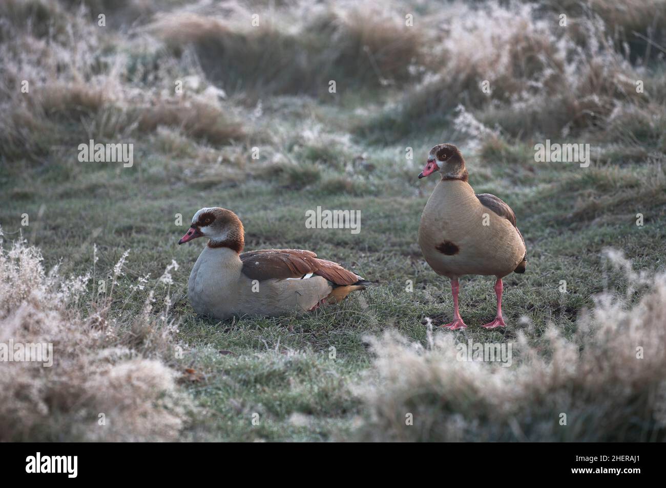 Egyptian geese mate together for life Stock Photo Alamy