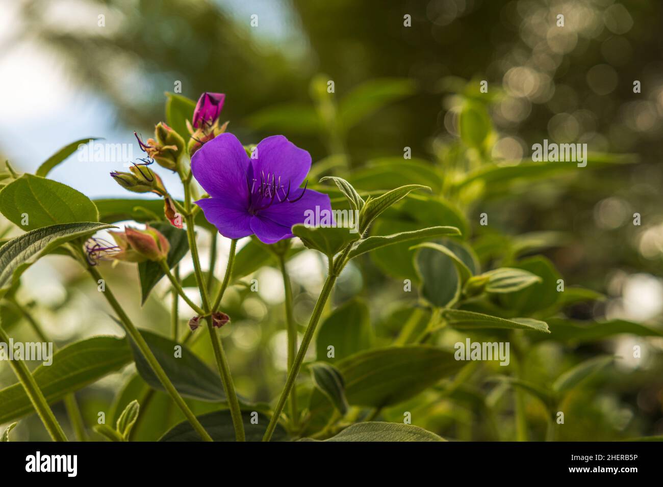 Close up view of tropical flowers Tibouchina urvilleana family Melastomataceae native to Brazil. Stock Photo