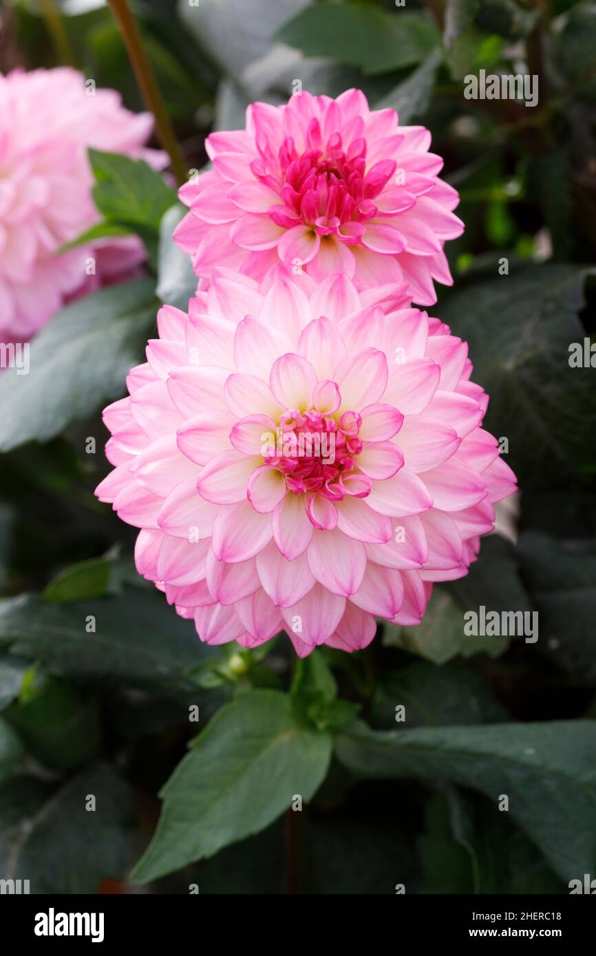 Dahlia 'Sincerity' flowers. Stock Photo