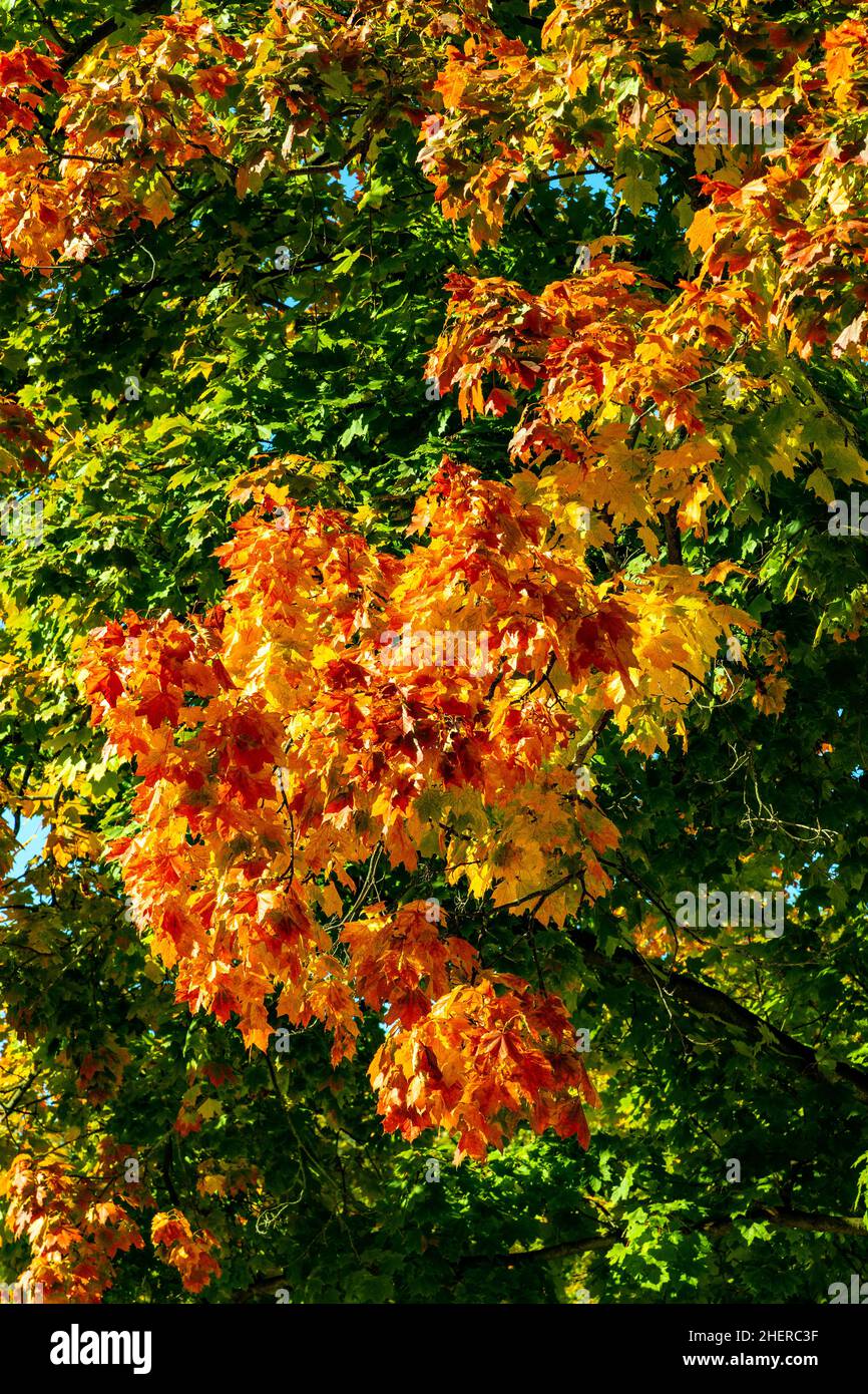 Colorful red, orange, yellow and green early autumn tree leaves mosaic in Royal Lazienki Krolewskie park in Warsaw in Mazovia region of Poland Stock Photo