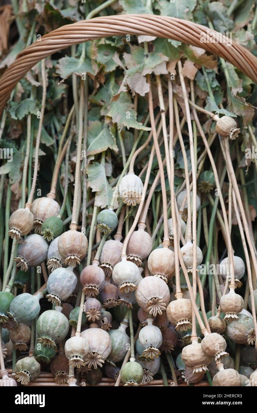 Papaver somniferum. Basket of Poppy seedheads. Stock Photo