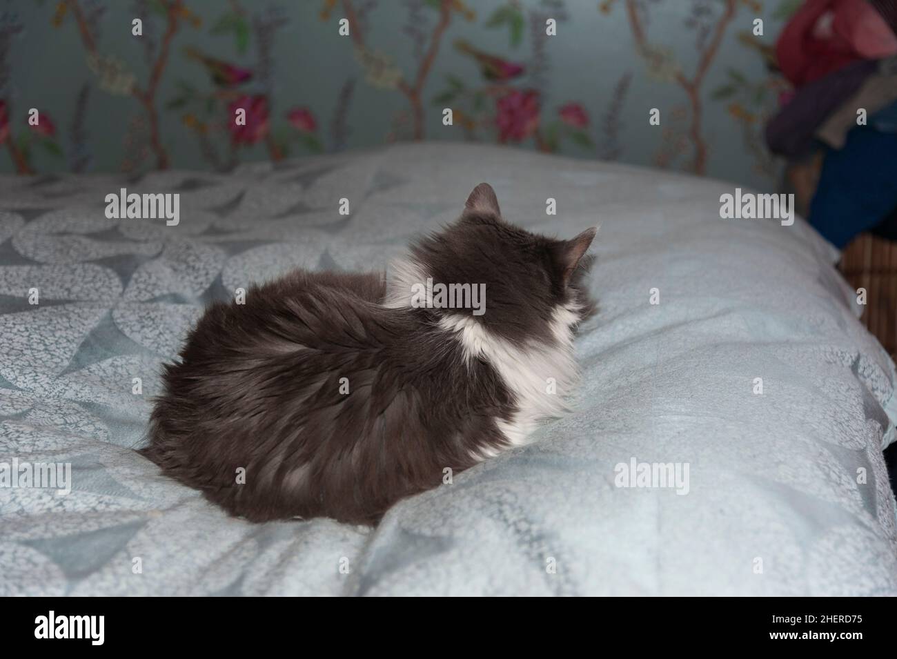 Cat on blue bedding facing away. Stock Photo