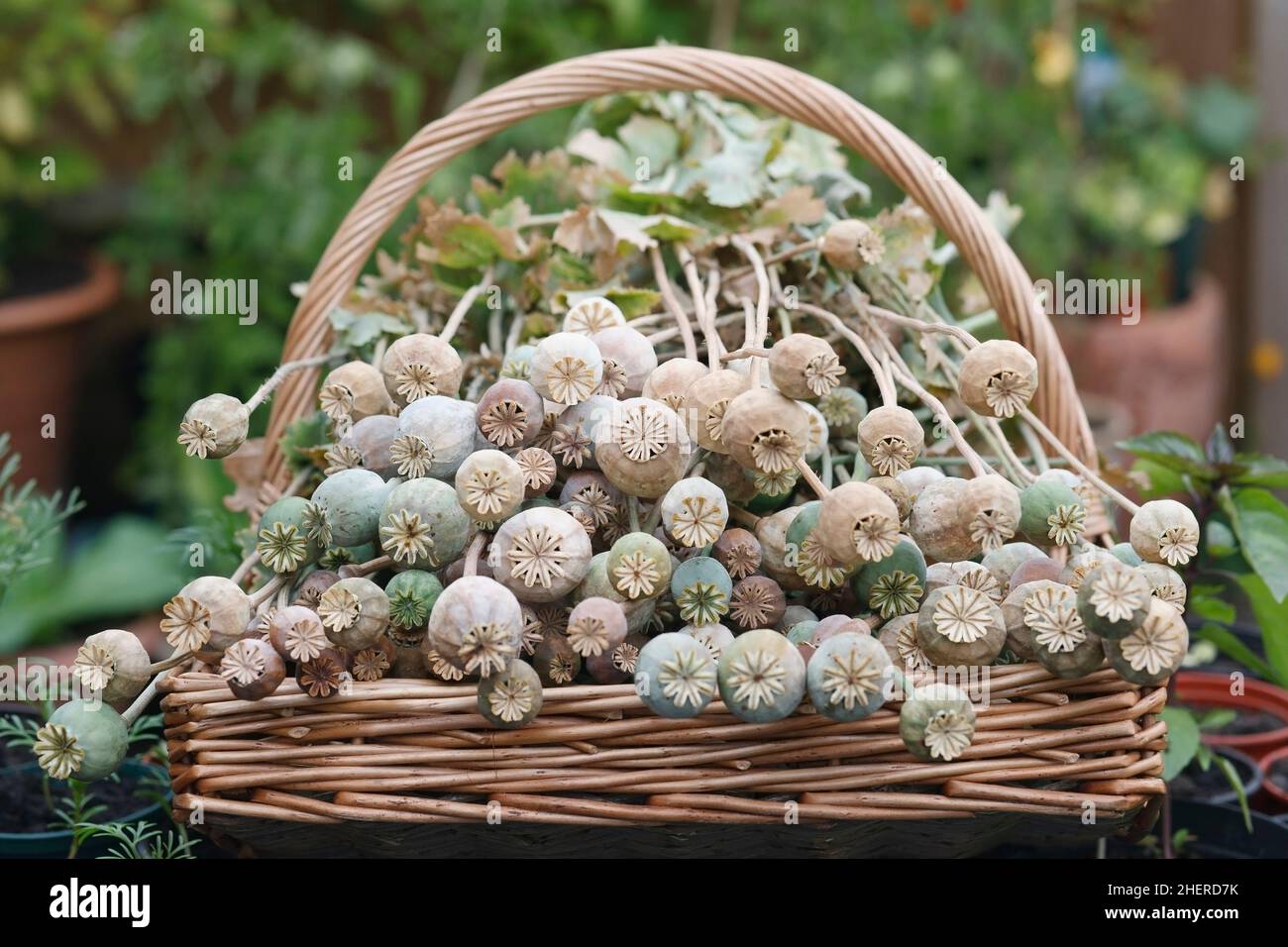 Papaver somniferum. Basket of Poppy seedheads. Stock Photo