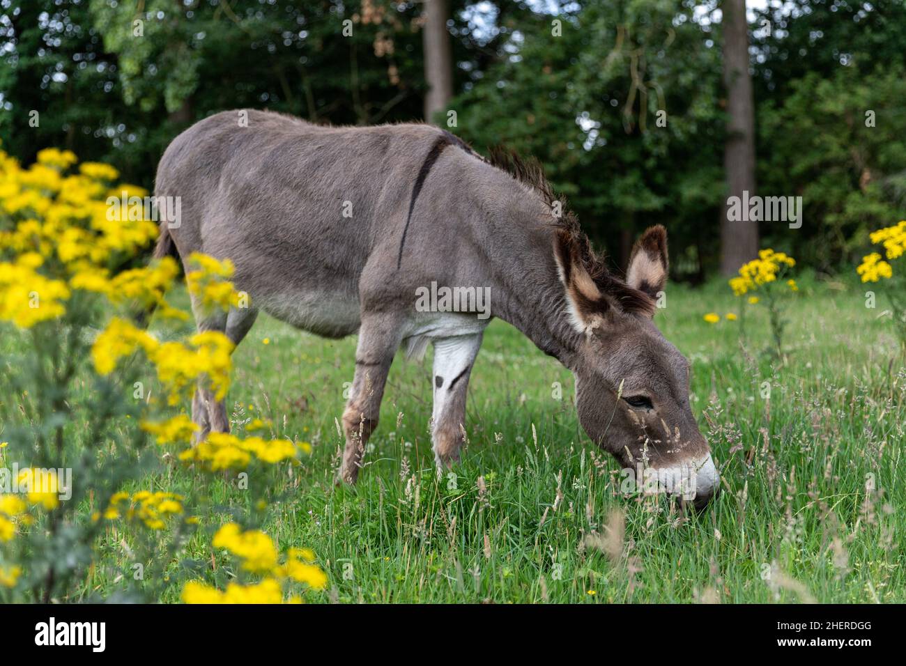 Donkey grazing in grassland meadow in small scale agricultural setting in Ghent, Belgium. European nature management techniques. Stock Photo
