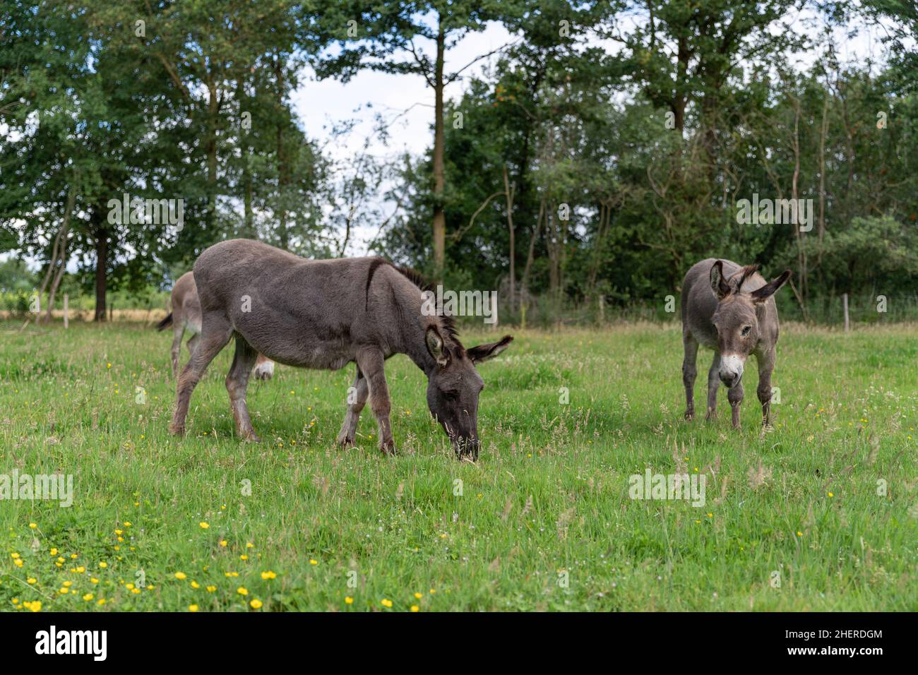 Donkeys grazing in grassland meadow in small scale agricultural setting in Ghent, Belgium. European nature management techniques. Stock Photo