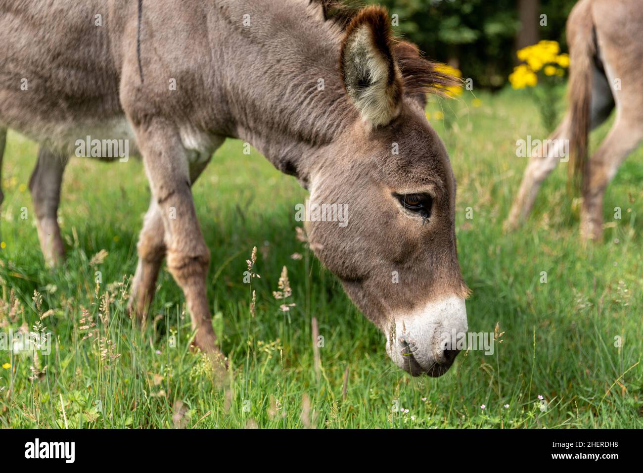 Donkeys grazing in grassland meadow in small scale agricultural setting in Ghent, Belgium. European nature management techniques. Stock Photo