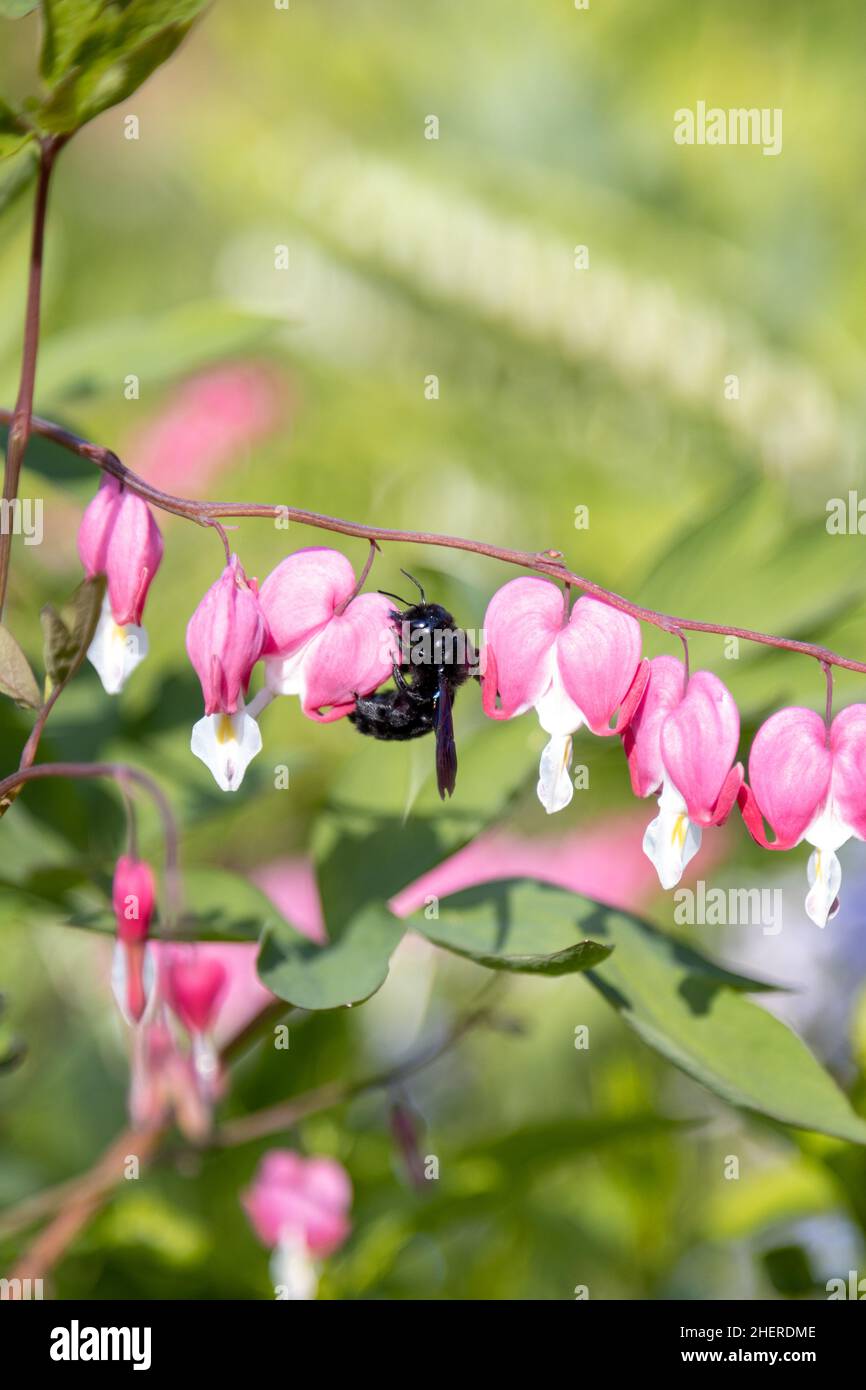 A big blue wood bee searches for pollen on a heart flower,Lamprocapnos spectabilis. Stock Photo