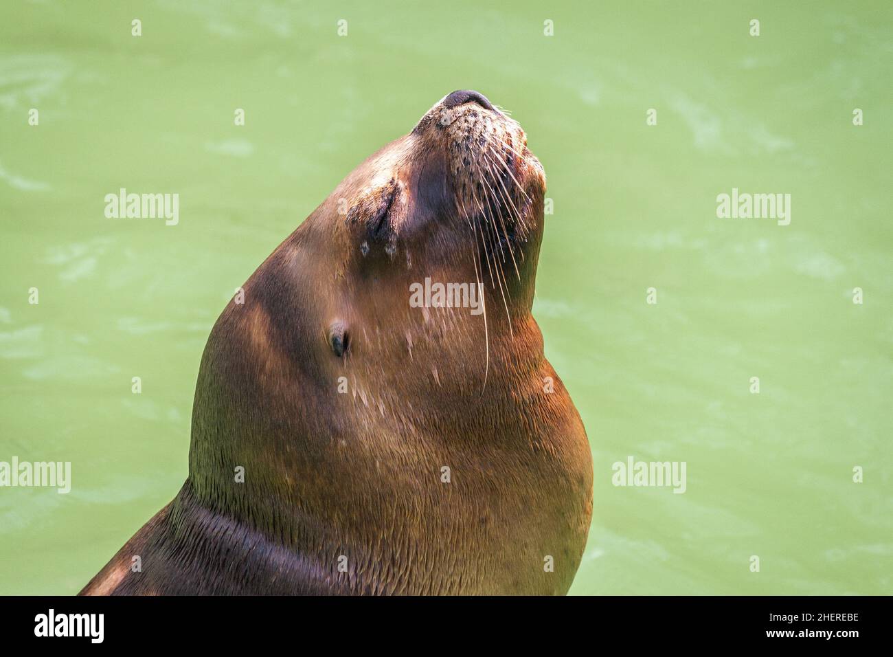 The California sea lion Stock Photo - Alamy