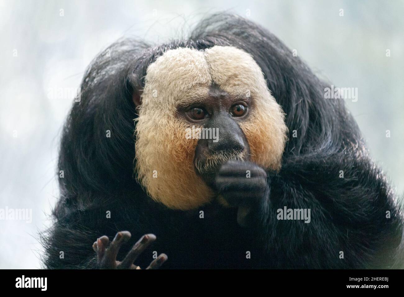 The white-faced saki (Pithecia pithecia) monkey, also called the ...