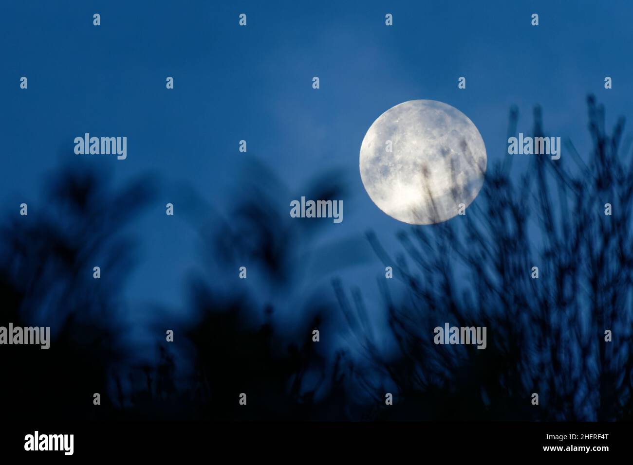 Close up of the full moon rising at night behind silhouettes of tree branches Stock Photo