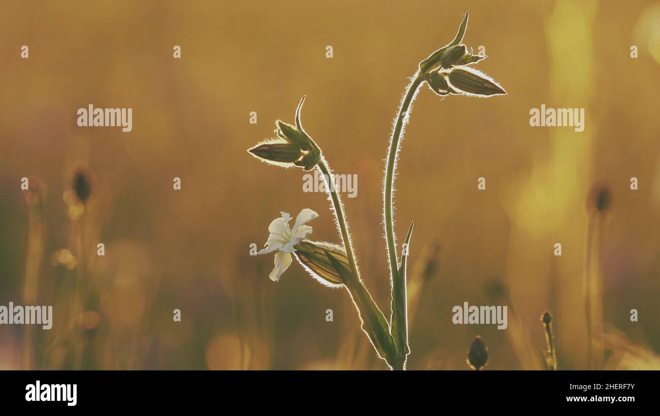 4K Silene Latifolia Subsp. Alba. Formerly Melandrium Album. White Campion Is A Dioecious Flowering Plant In The Family Caryophyllaceae, Native To Most Stock Photo