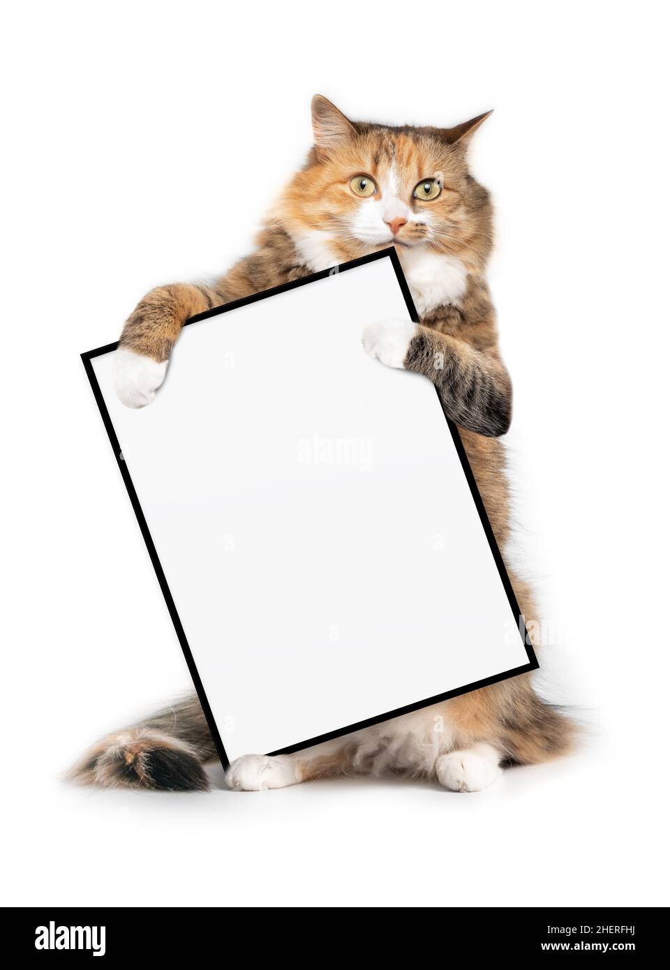 Isolated cat holding a blank sign with paws while standing upright and looking at camera. Adorable fluffy orange white calico cat is sitting on hind l Stock Photo